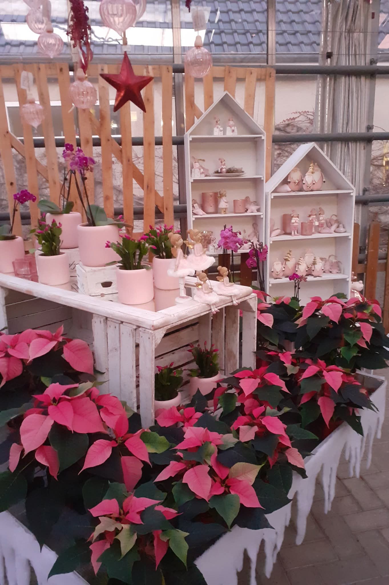 Weihnachtssterne in der Gärtnerei Kamps